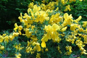 Cytisus scoparius (8)5